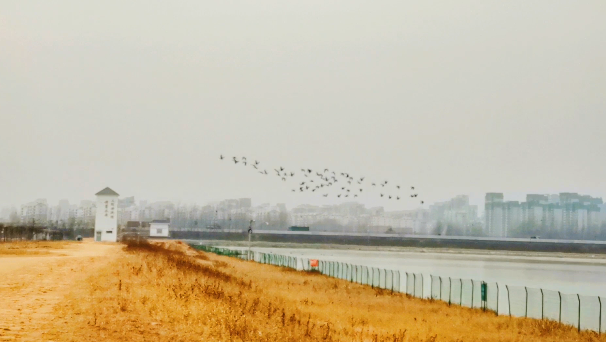 【集团动态】水清自有贵客来，滕州调蓄水库飞来黑天鹅