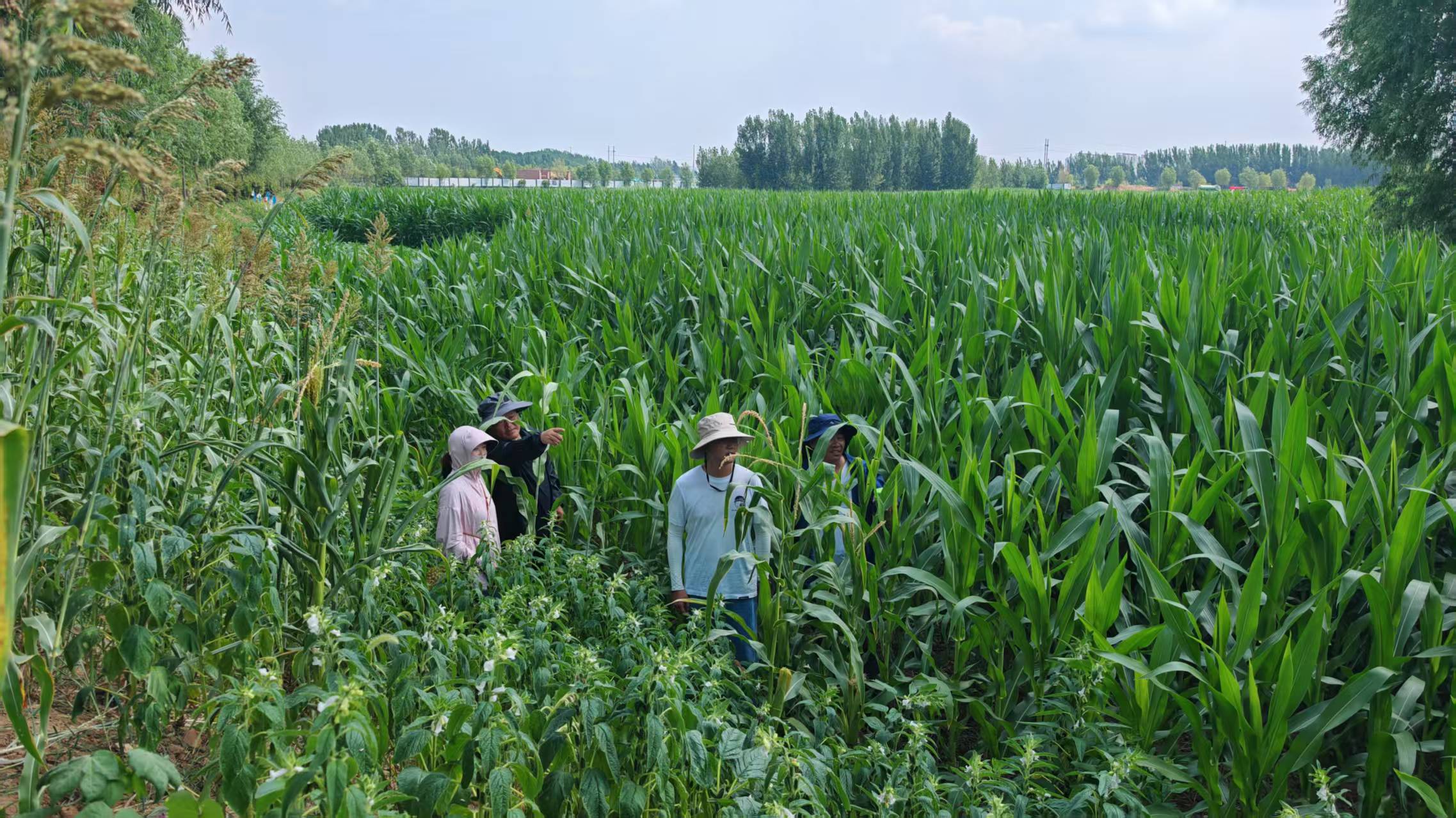 三污（王林水库—三污水处理厂）段主管网改线工程现场勘测方案线路